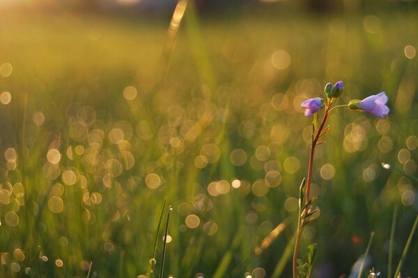 Flor roxa entre um campo com grama