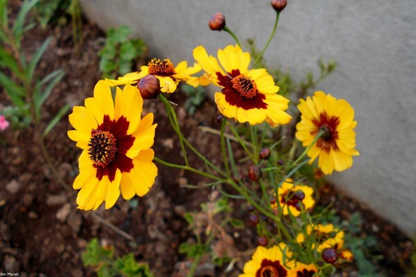 Flores de naranja en el Jardín