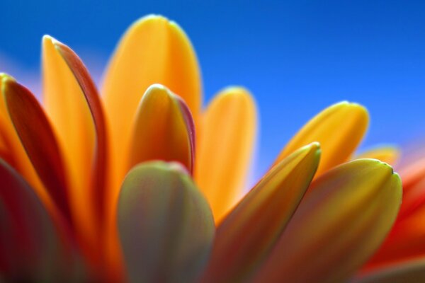 Fond d écran pétales de fleurs