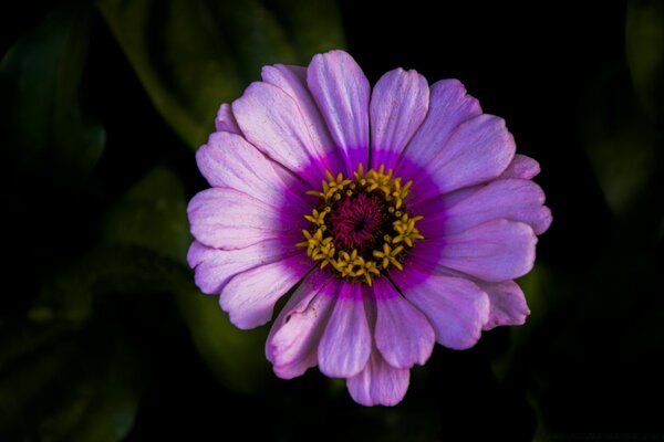 Sanfte Natur in Blumen