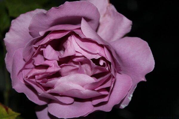 Purple rose like silk