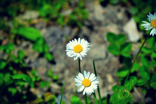 Flores de camomila close-up