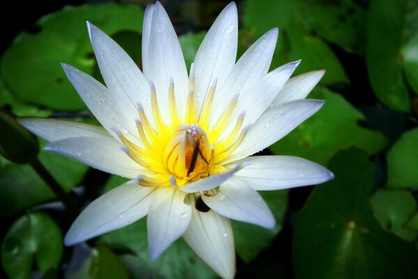 Loto blanco con un centro amarillo brillante