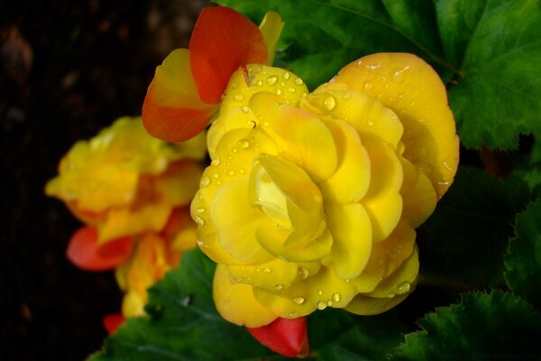 Fleur de brousse jaune avec des accents rouges