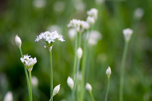 Weiße Blumen auf verschwommenem Hintergrund