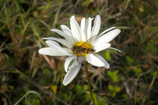 La abeja recoge el néctar de la manzanilla