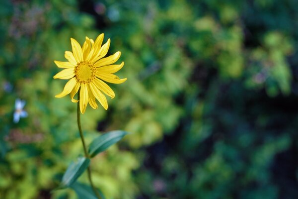 Delicate yellow flower on a background of green leaves