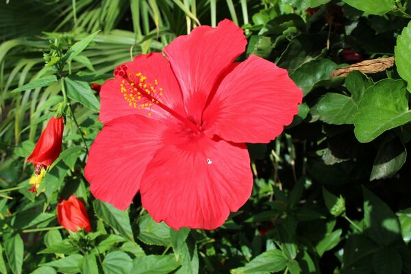 Fondos de Escritorio flora