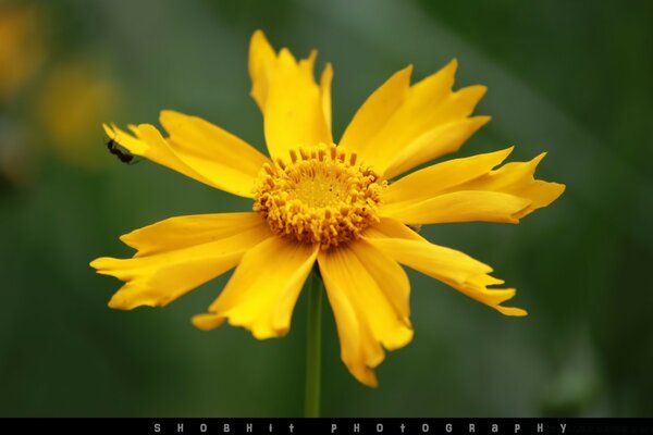 Única flor laranja grande