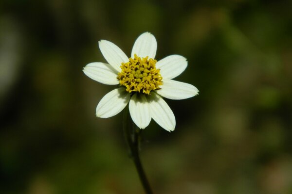 Flor blanca sobre fondo borroso