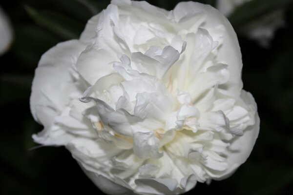 Una rosa muy inusual sobre un fondo negro