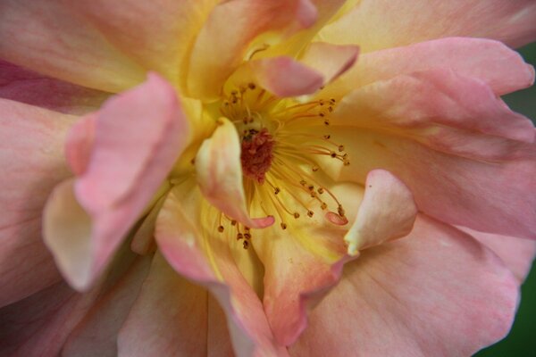 Desktop-Hintergrund Blumen