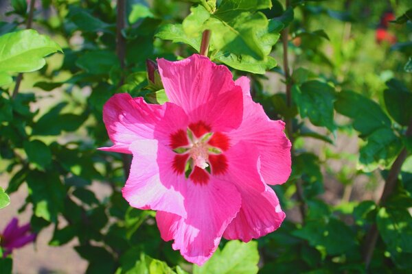 Fleur rose vif sur fond vert