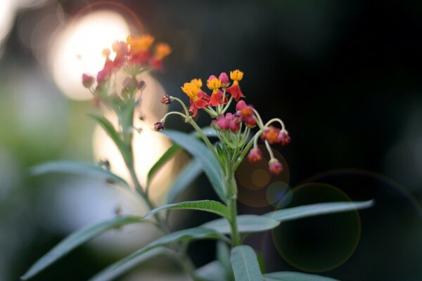 Macro photography of variegated flowers on stems