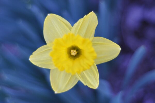 Jonquille jaune sur fond bleu