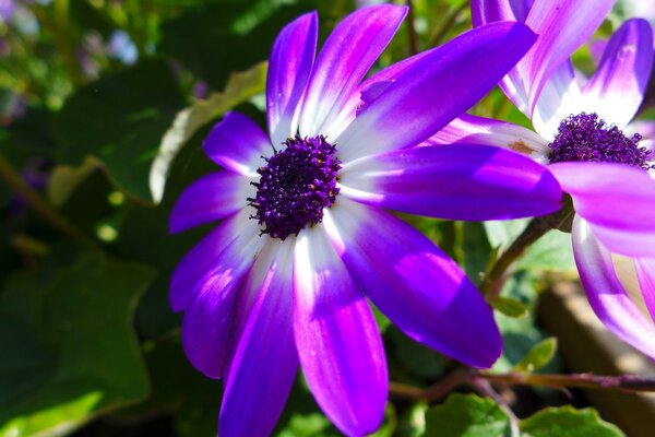 Purple flower with a white center