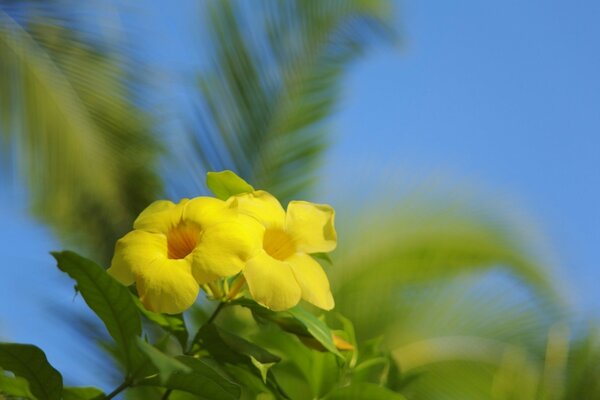 Yellow flowers in the rays of summer