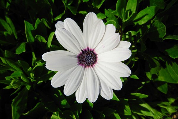 White flower on a background of green leaves