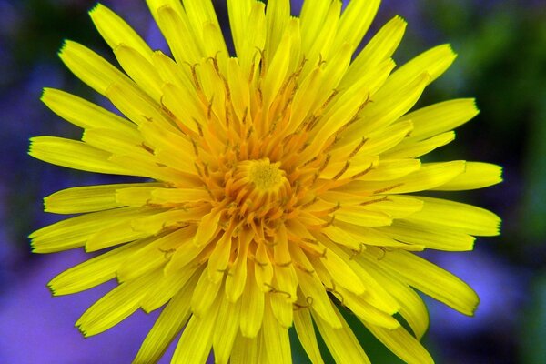 Bright yellow dandelion in summer