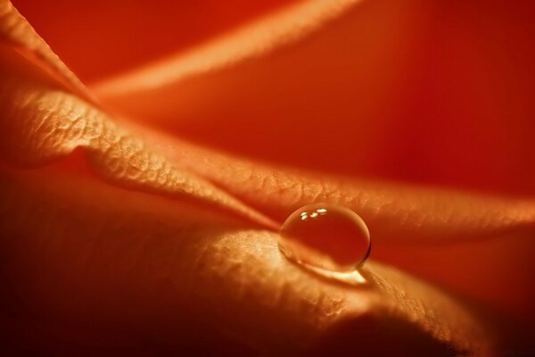 Desktop wallpaper dew drop