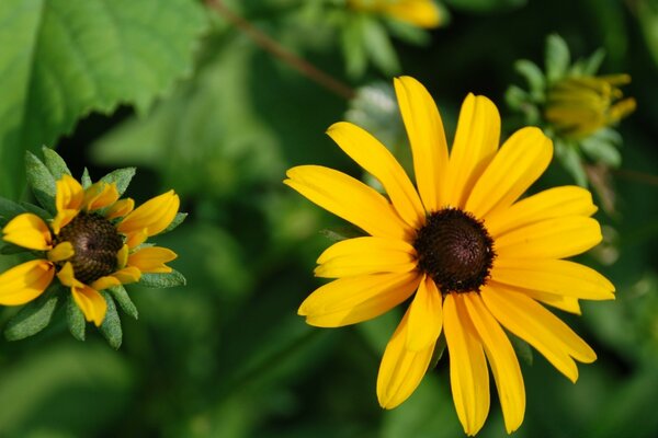 Fleurs jaunes vives sur fond de verdure