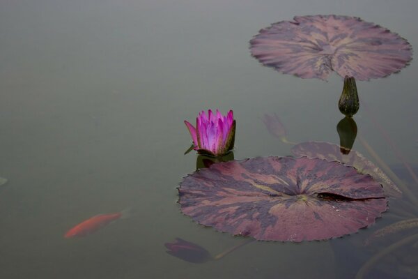 Fragrant lily on the water with carp