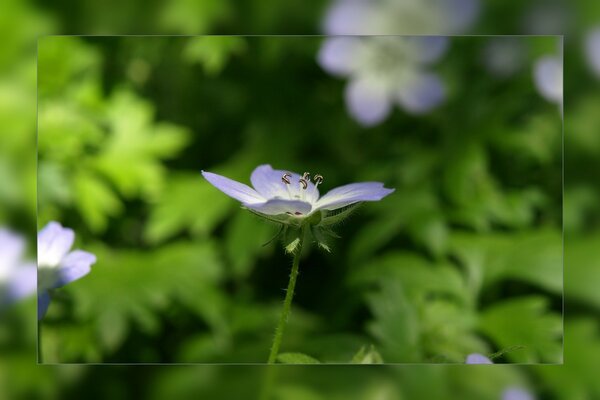 Macro photography of a lilac wildflower