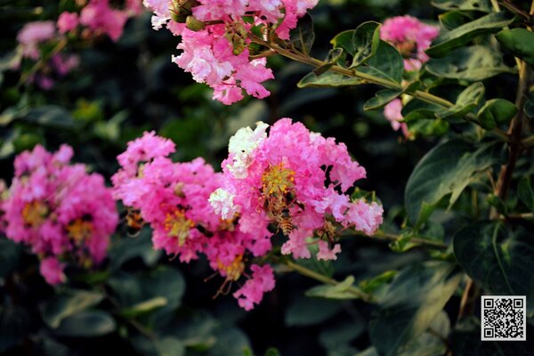 Grandes inflorescências rosa no fundo da folhagem