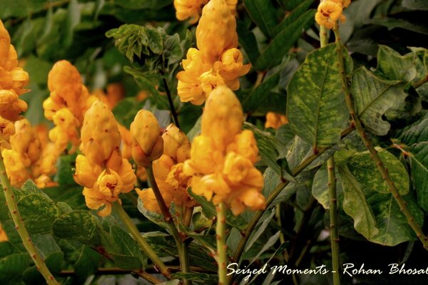 Coni di fiori gialli su steli lunghi