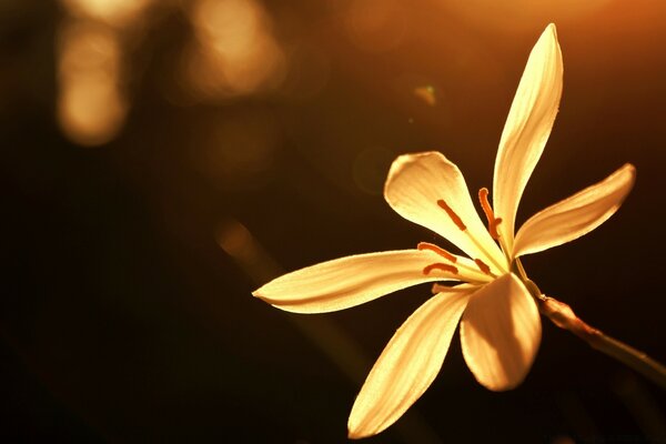 Fond d écran fleur jaune