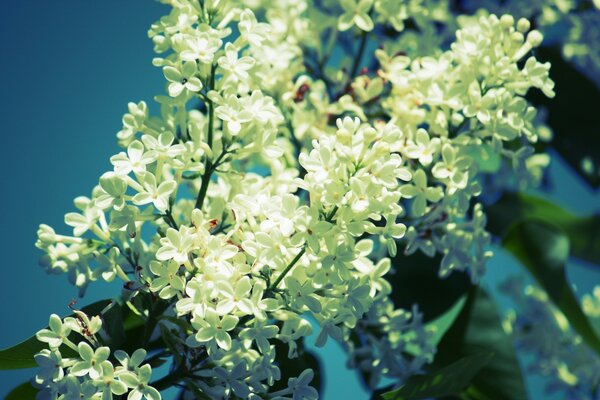 Papier peint de bureau lilas blanc