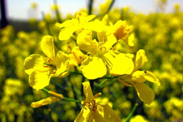 Rossyp von feldgelben Blüten