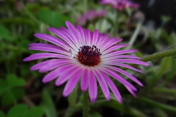 Fleur pourpre avec de petits pétales