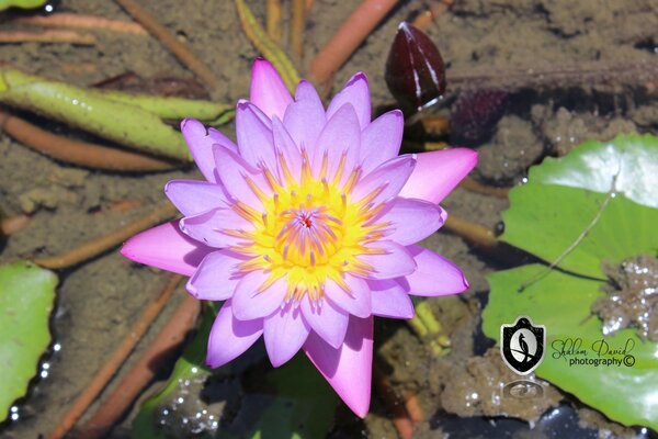 Bright lotus flower for swimming pool