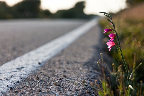 Fiore rosa inferiore sul lato della strada