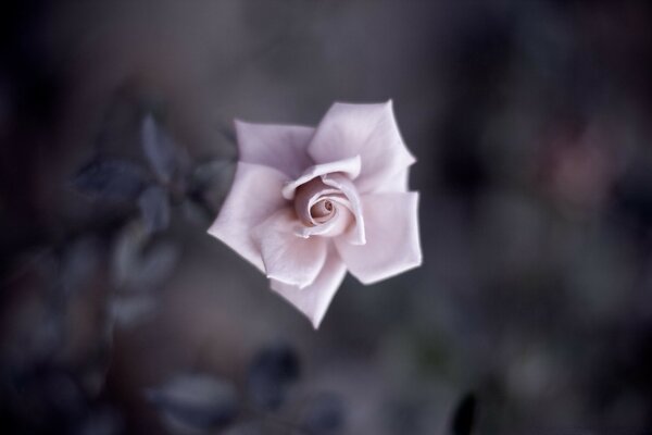 A rosa solitária entra na alma