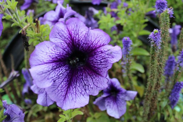 Jardin. Fleur plan de croupion