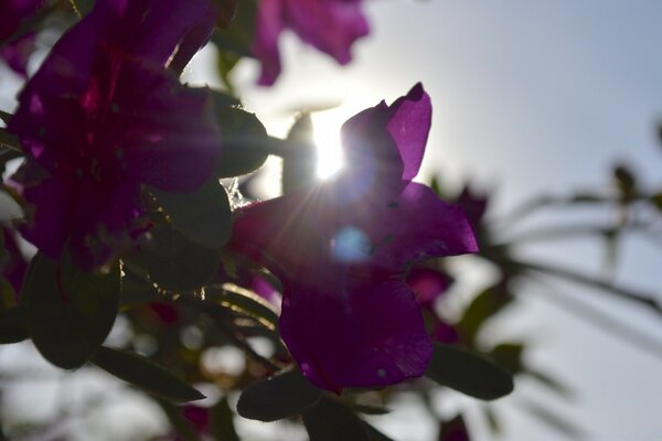 Photos of flowers on the background of the sun