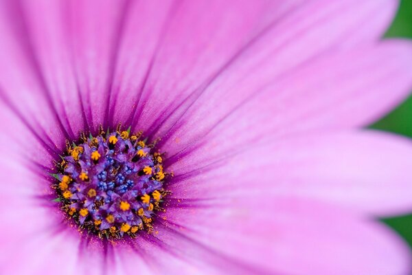 Bright purple flower in macro