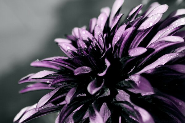 Gothic purple flower on a dark background