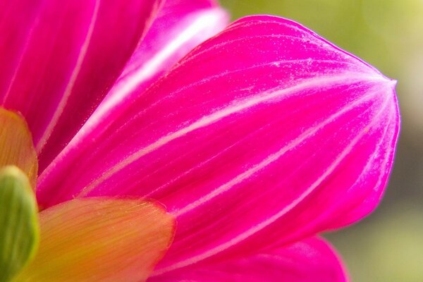 Pink petals of a beautiful flower