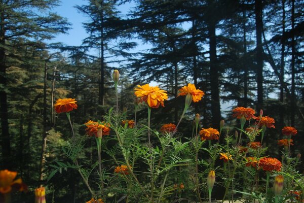 Orangefarbene Blumen auf dem Hintergrund der Weihnachtsbäume