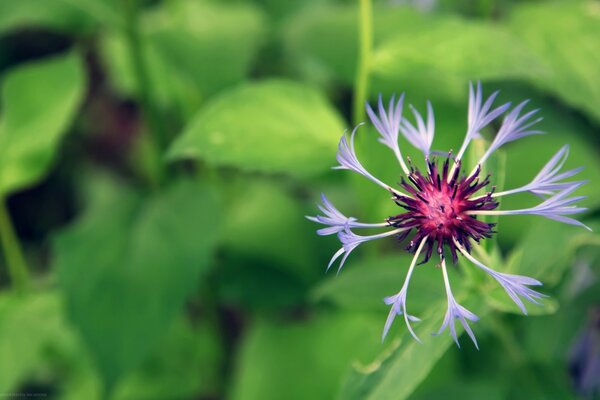 A beautiful flower with a purple core and purple carved petals