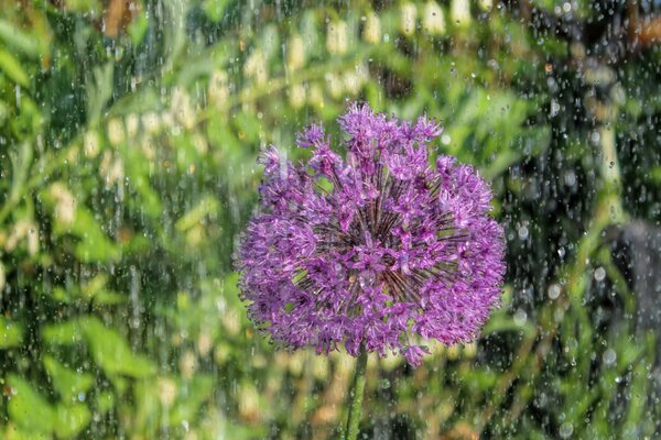 Wild flower under the raindrops