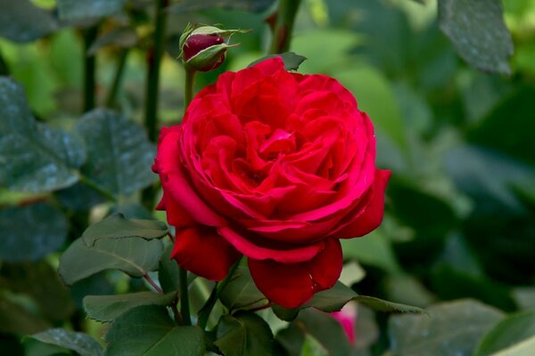 Garden floristry of rose petals