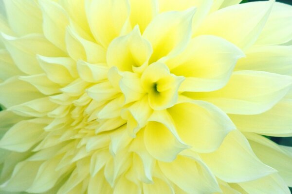 Light yellow flower close-up