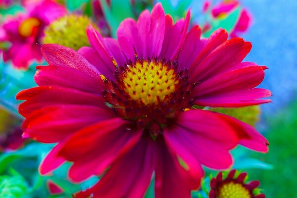 Big pink flower macro photography