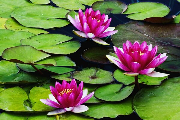 Lotus water lilies on the swamp surface of the water