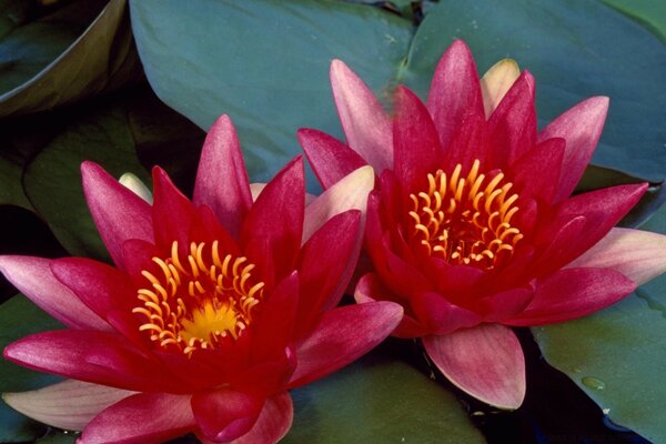 Lotus flowers for pool decoration