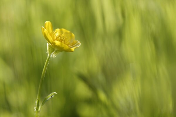 A lonely flower in the summer landscape of nature